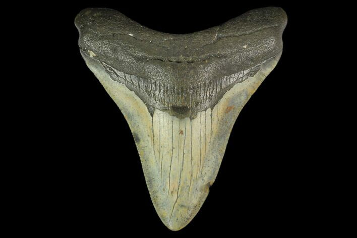 3.25" Fossil Megalodon Tooth - North Carolina